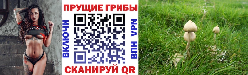купить наркоту  Колпашево  Псилоцибиновые грибы мухоморы 